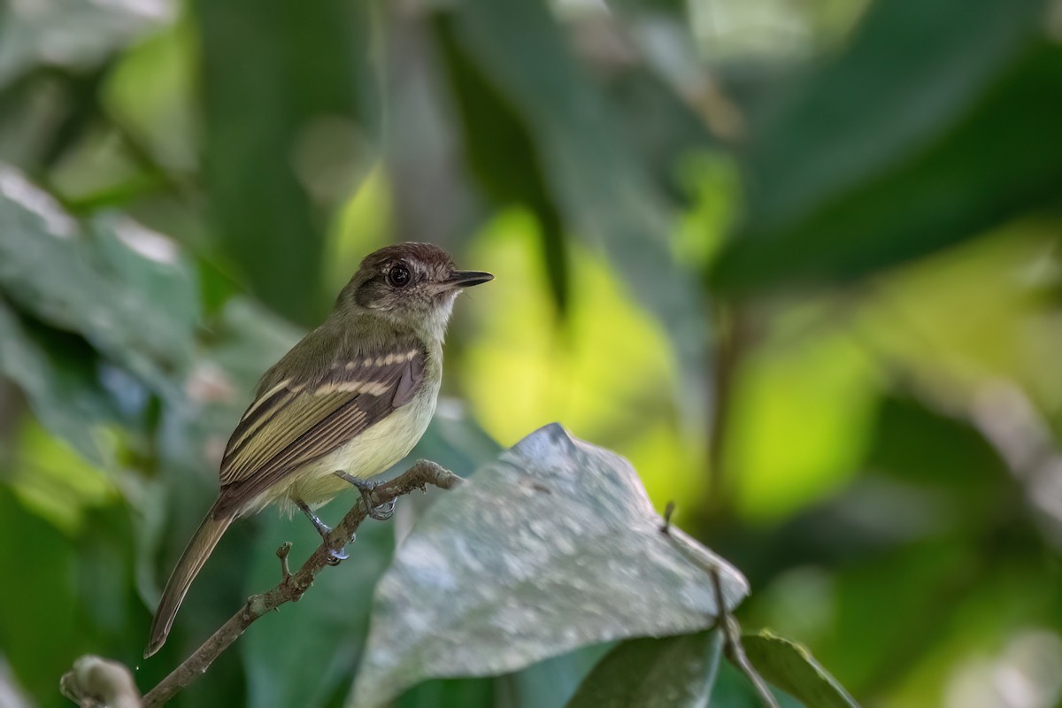 Sepia-capped Flycatcher - ML645594135