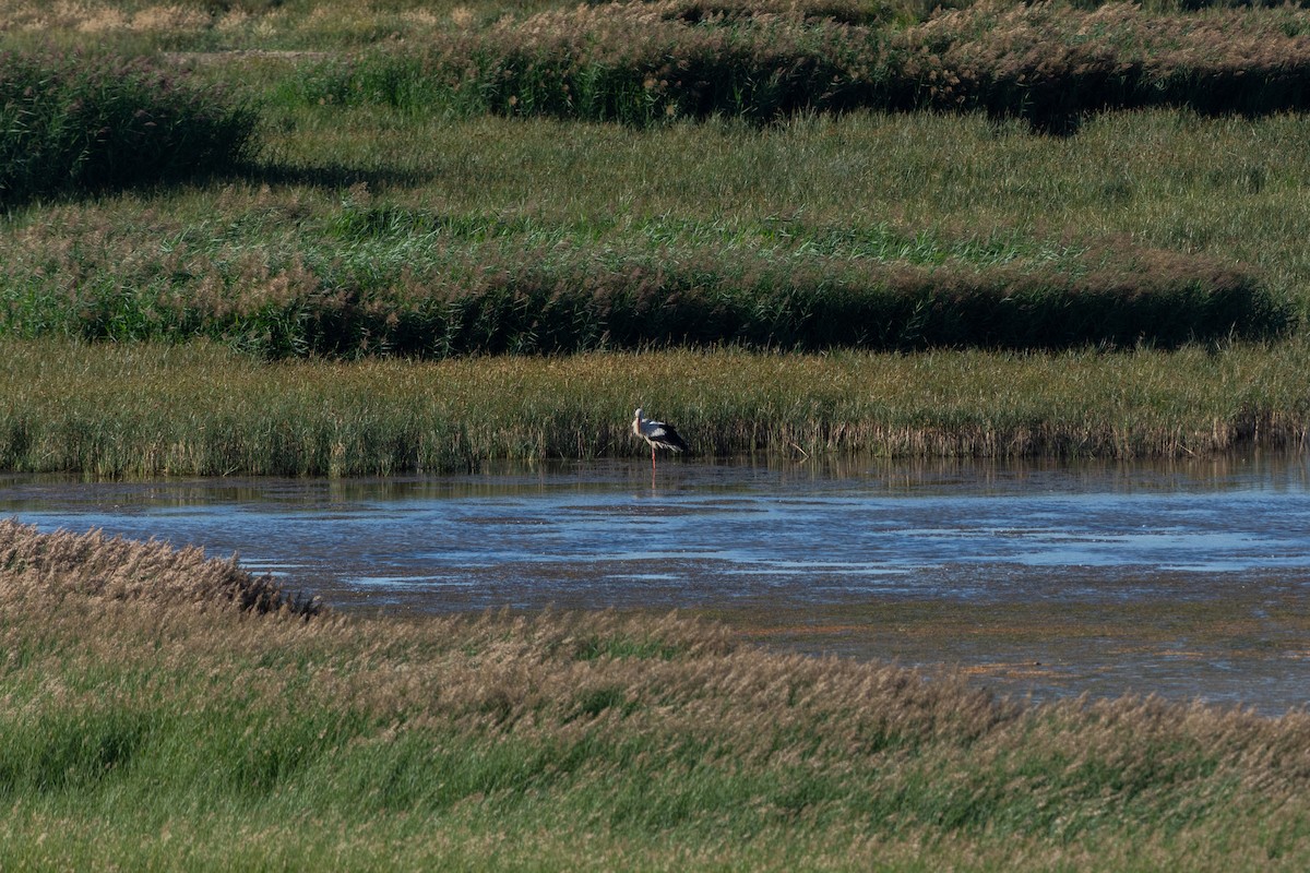 White Stork - ML645594144