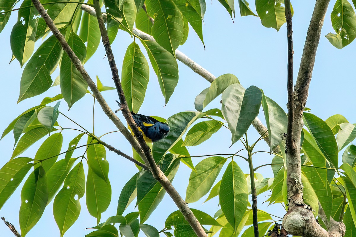 Turquoise Tanager - ML645594145