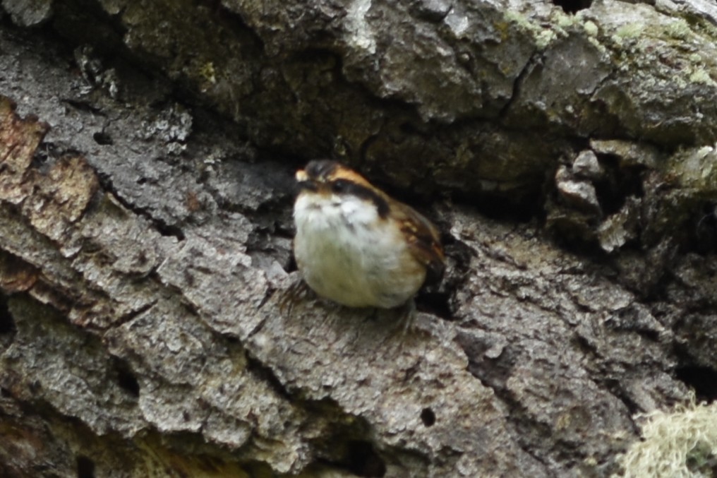 Thorn-tailed Rayadito - ML645594147