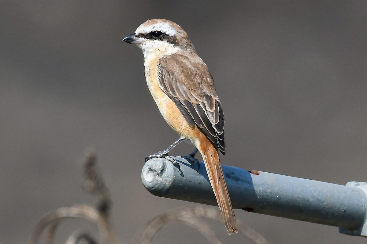 Brown Shrike - ML645594149