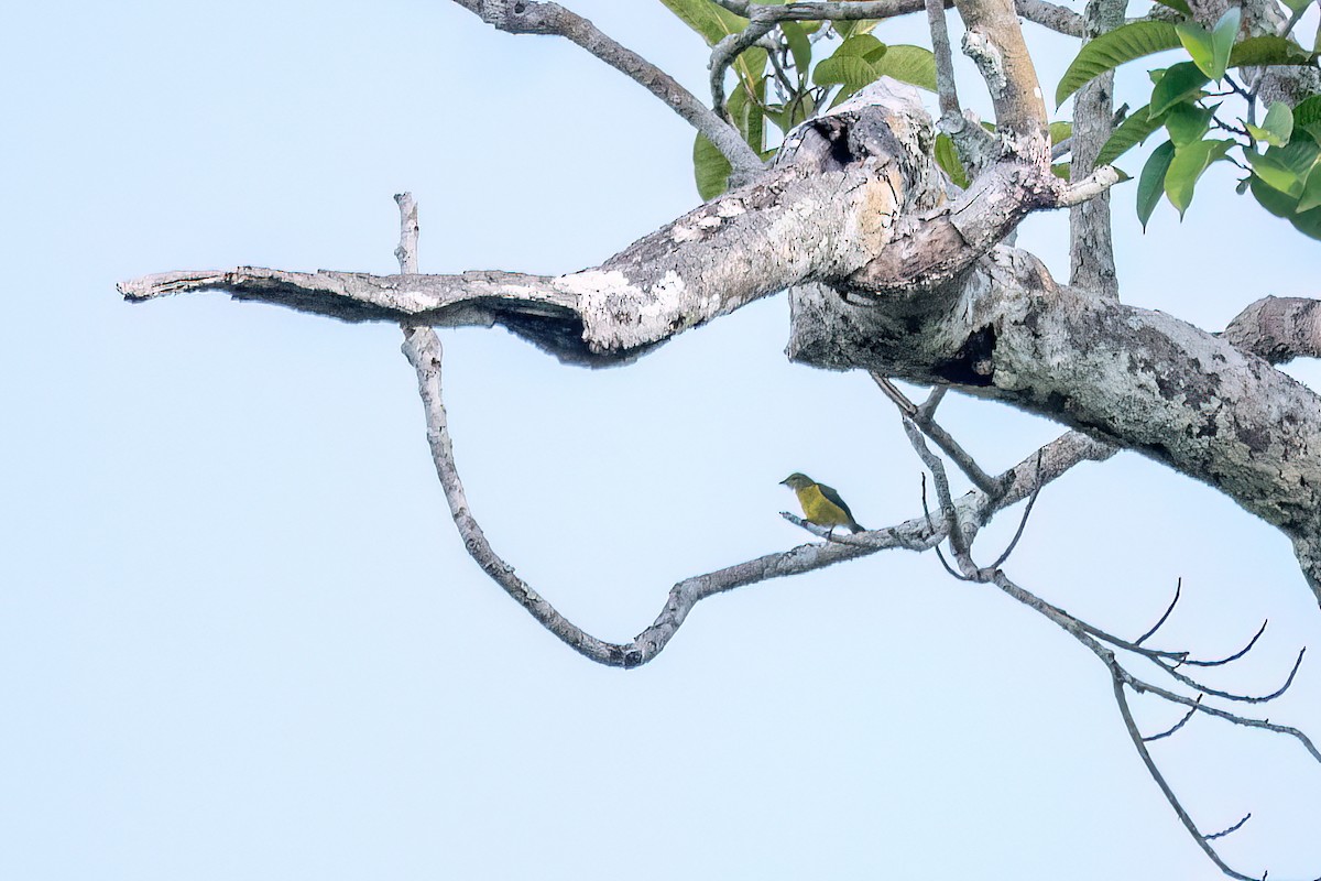 Golden-bellied Euphonia - ML645594151