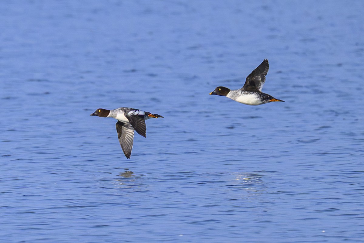Common Goldeneye - ML645594152