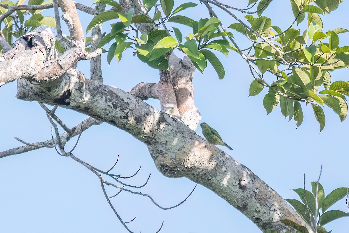 Swallow Tanager - ML645594153