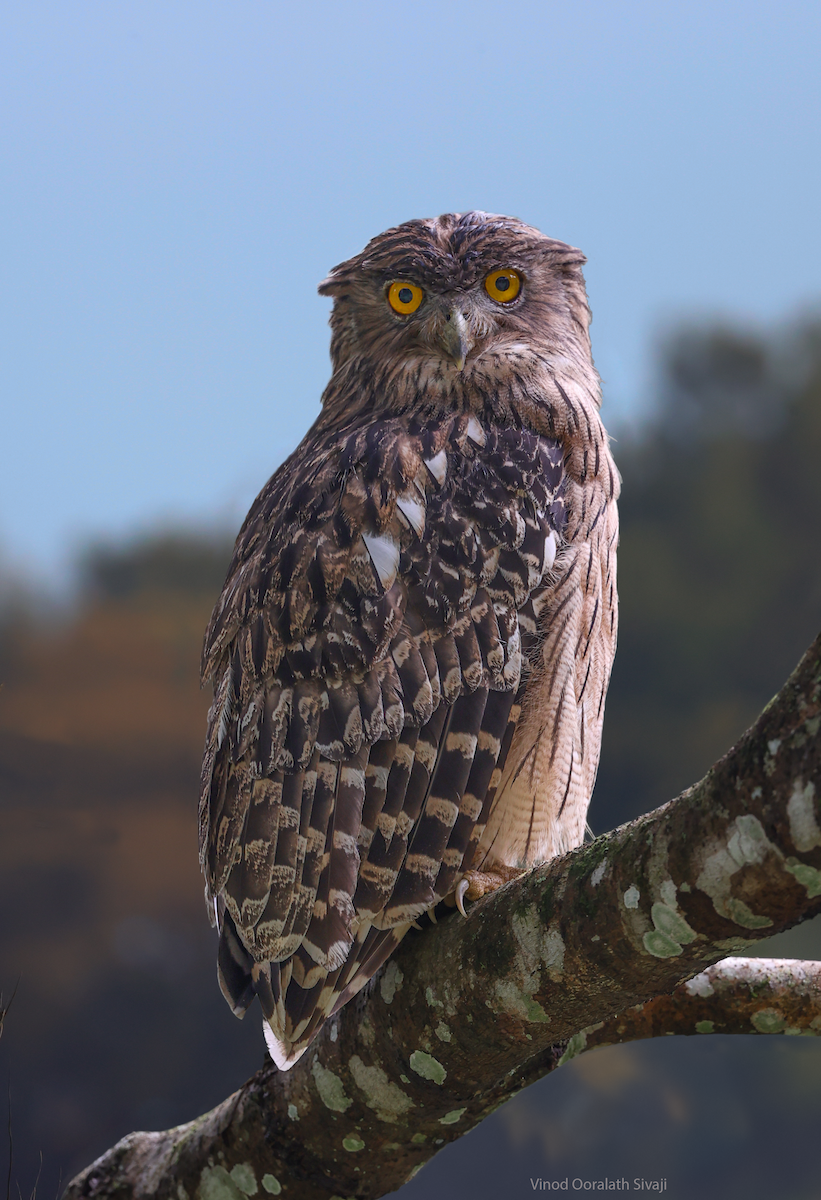 Grand-duc brun - ML645594158