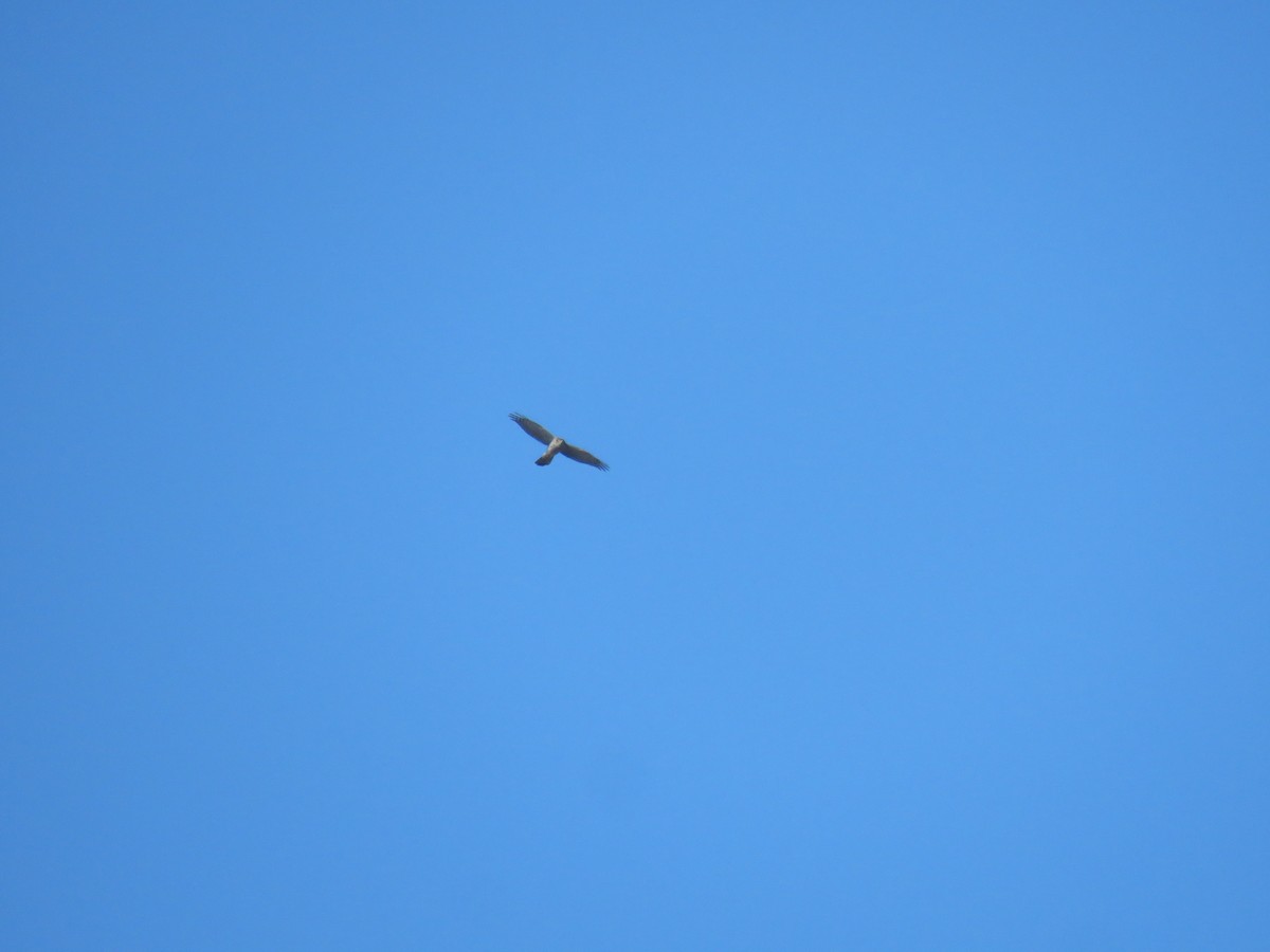 Eurasian Sparrowhawk - ML645594166