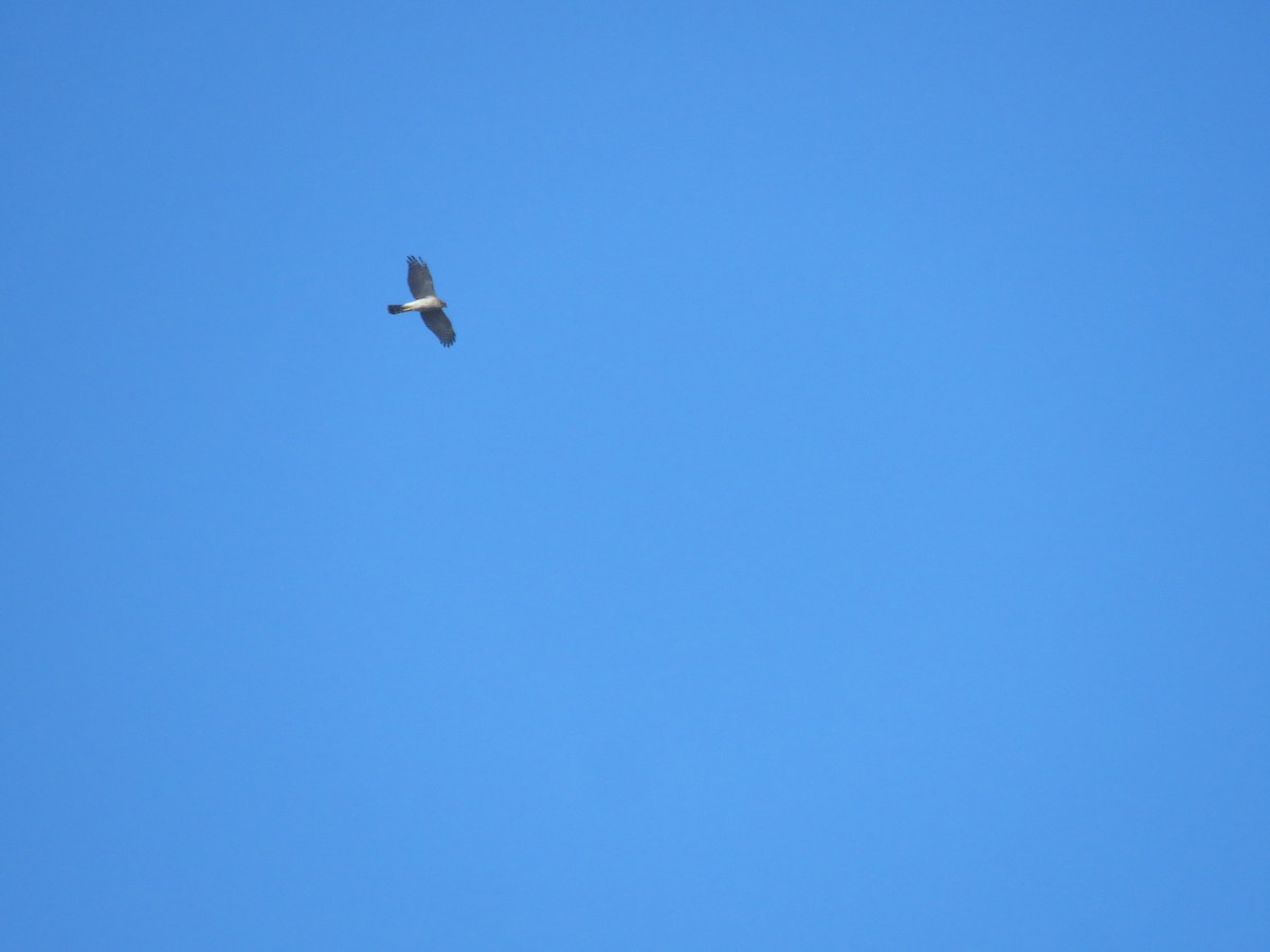 Eurasian Sparrowhawk - ML645594167