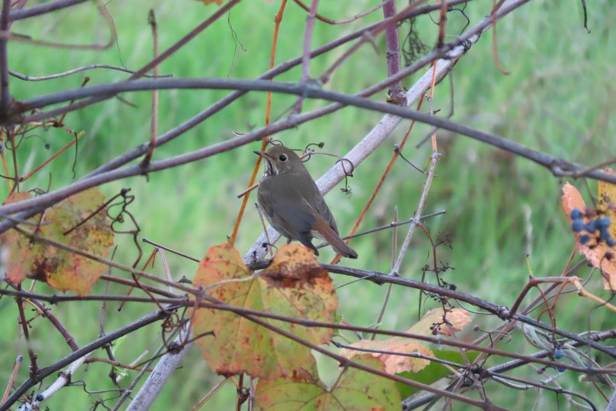 Hermit Thrush - ML645594199