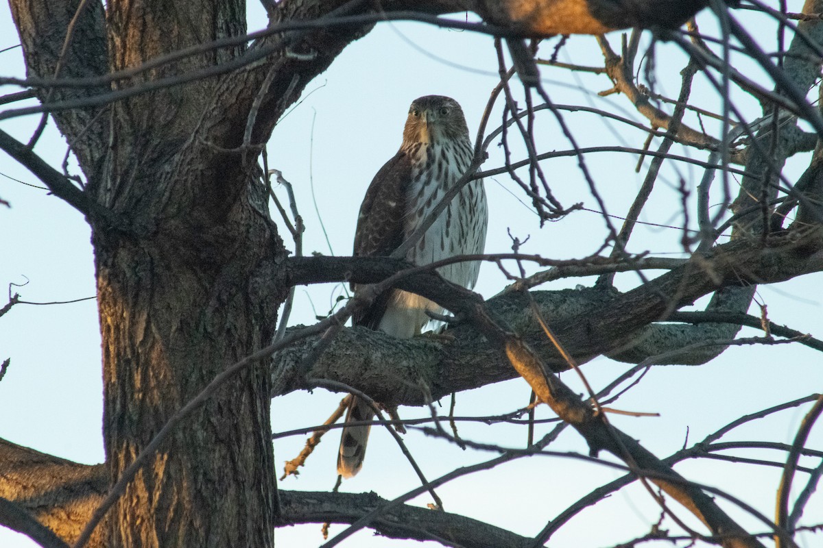 Cooper's Hawk - ML645594211