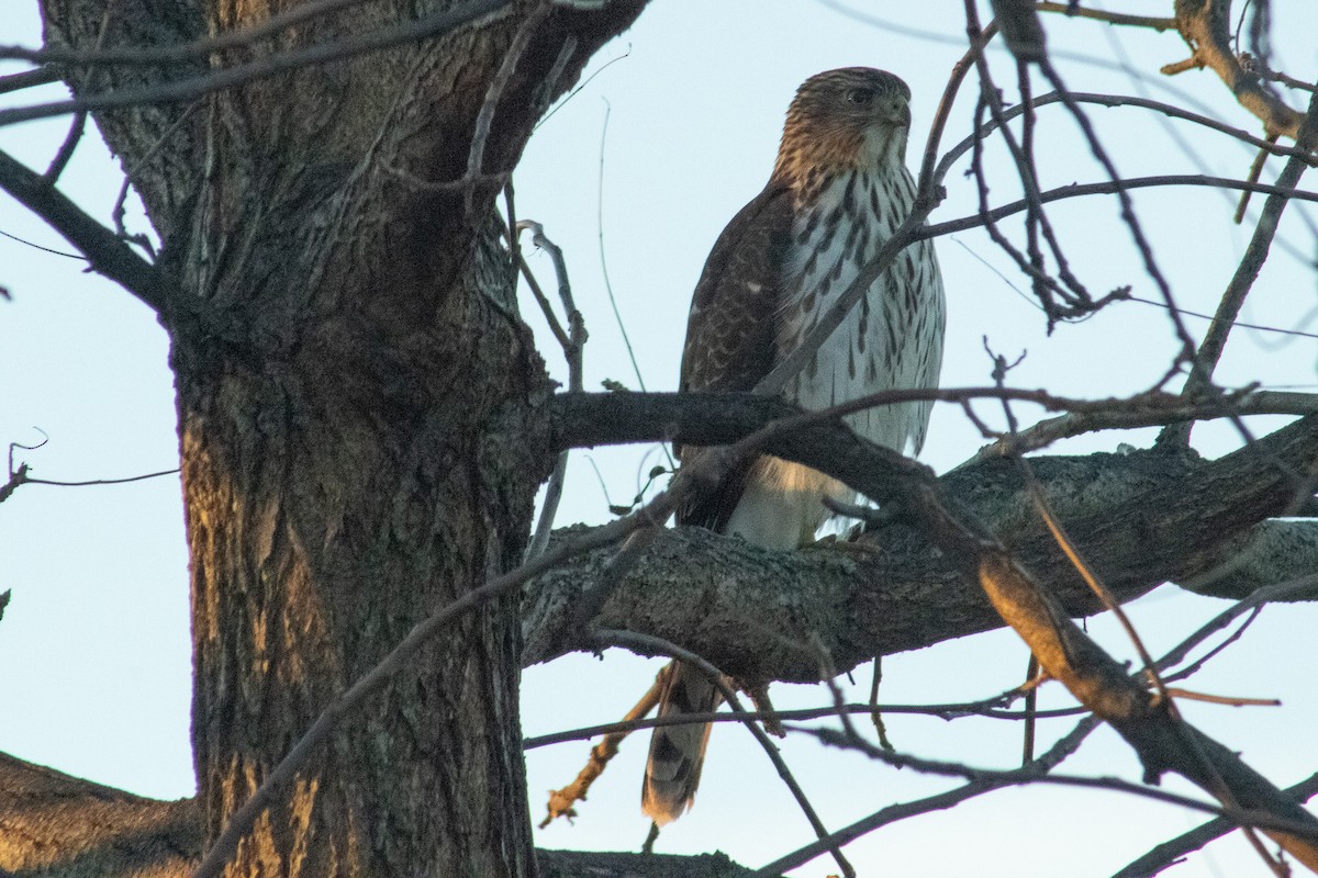 Cooper's Hawk - ML645594212