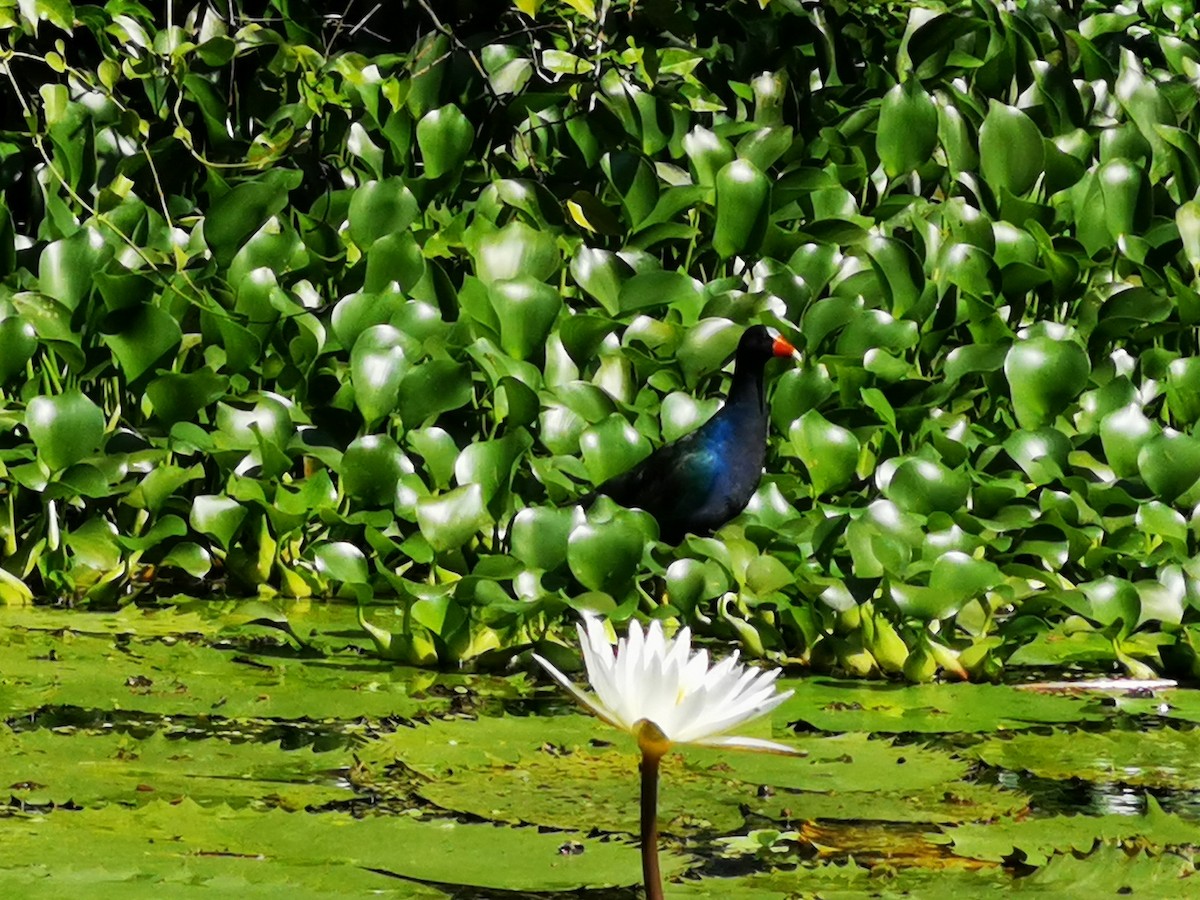 Purple Gallinule - ML645594214