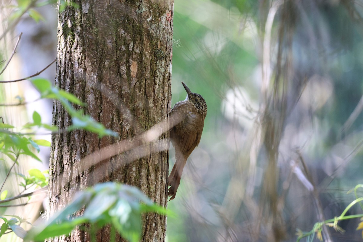 Planalto Woodcreeper - ML645594215