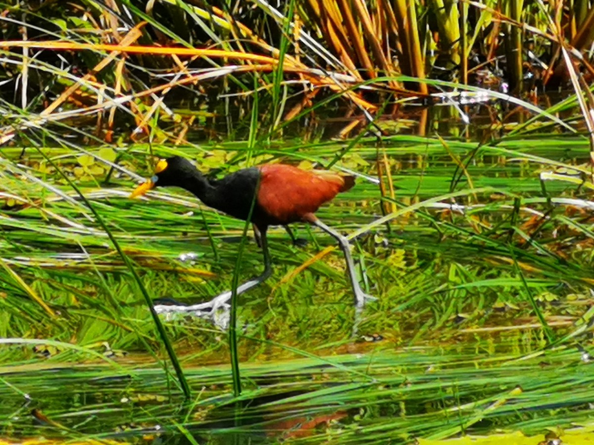 Northern Jacana - ML645594216