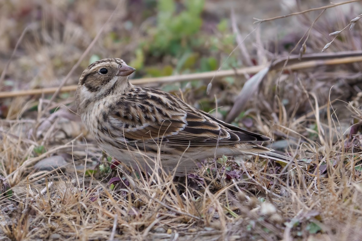 Lapland Longspur - ML645594219