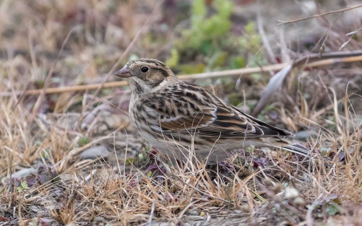 Lapland Longspur - ML645594220
