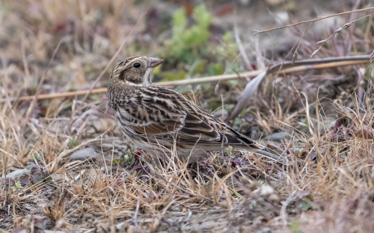 Lapland Longspur - ML645594221