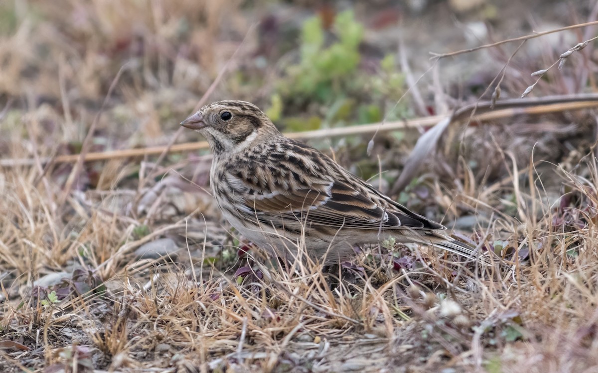 Lapland Longspur - ML645594222