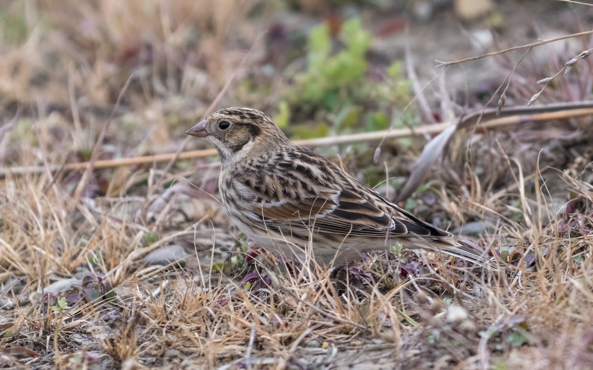 Lapland Longspur - ML645594223