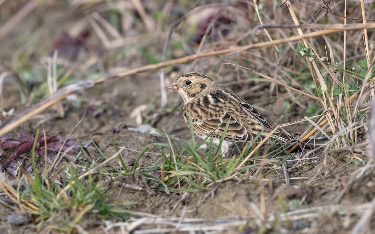 Lapland Longspur - ML645594224