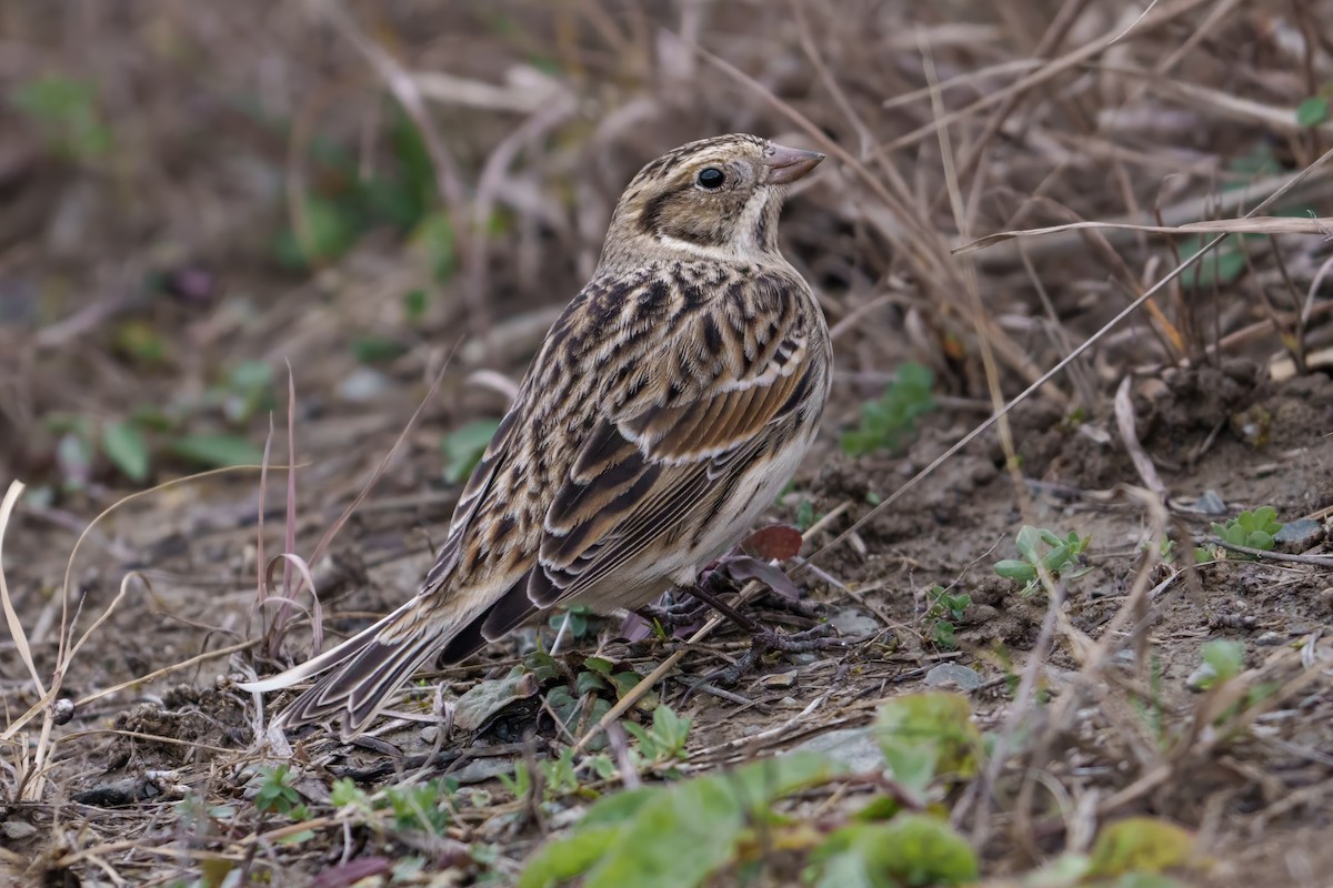 Lapland Longspur - ML645594225
