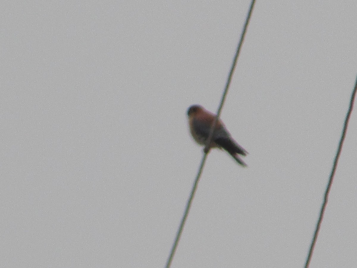 American Kestrel - ML645594227
