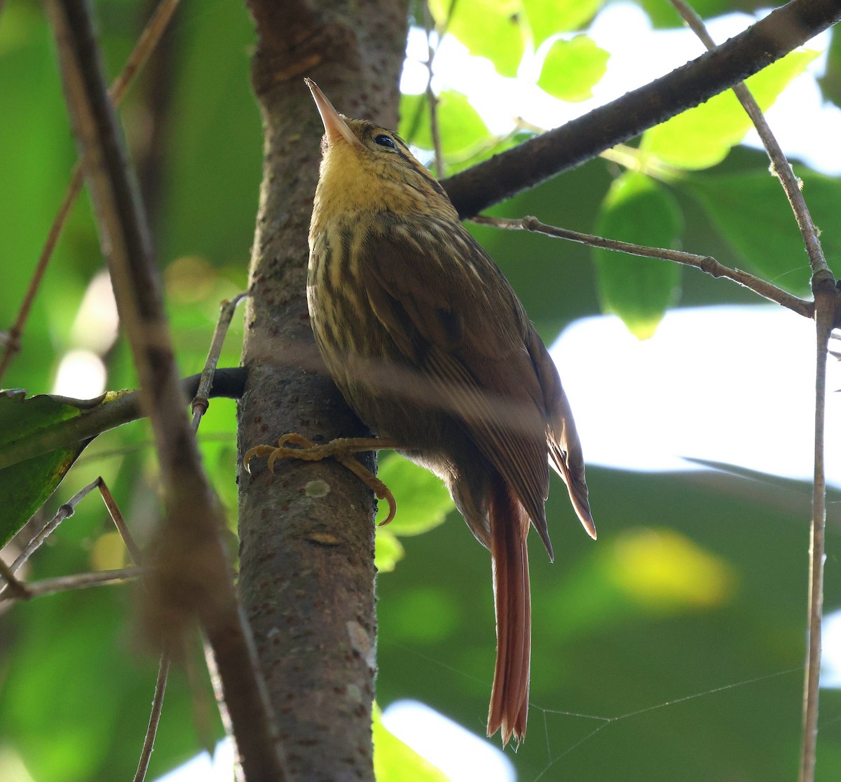 Sharp-billed Treehunter - ML645594228