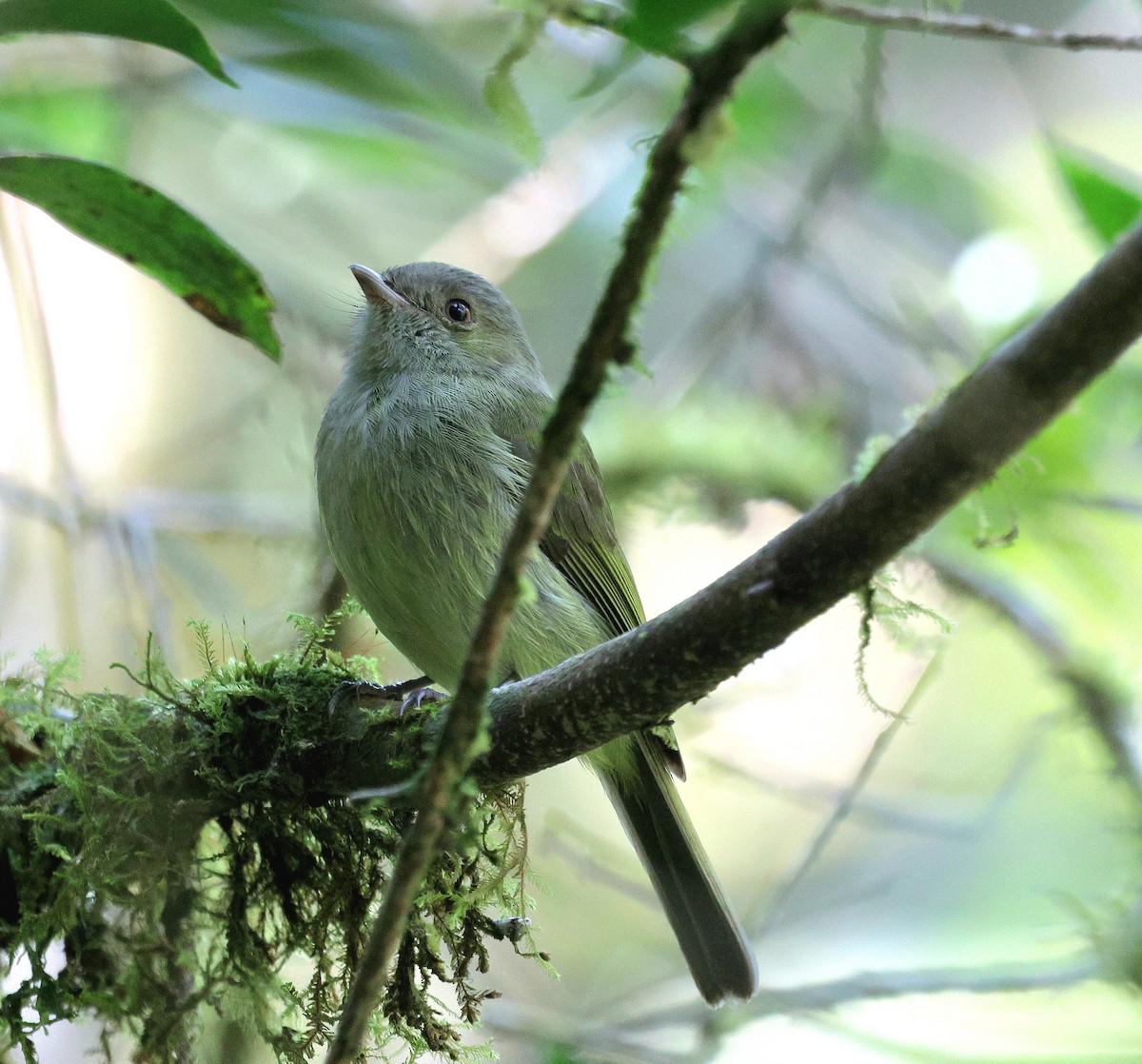 Serra do Mar Tyrant-Manakin - ML645594230