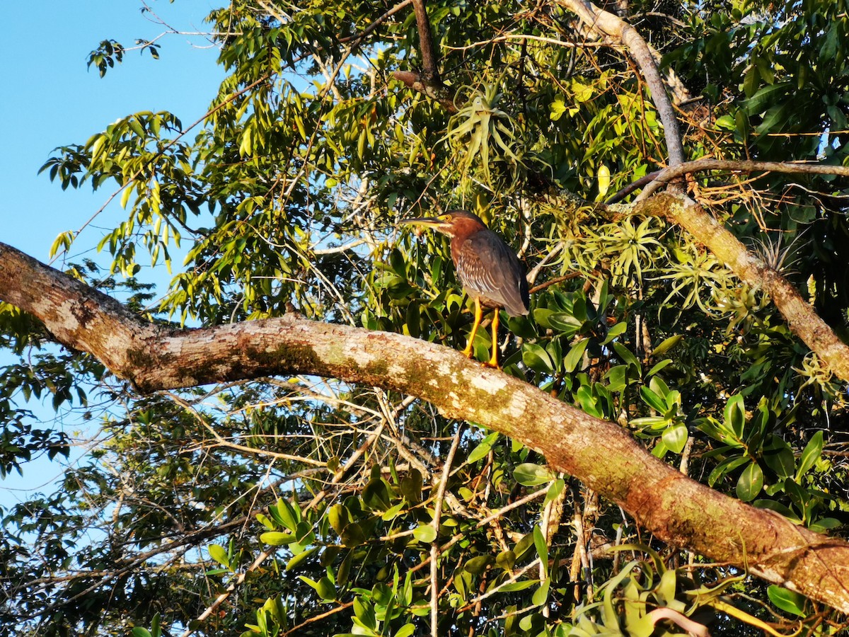 Green Heron - ML645594232