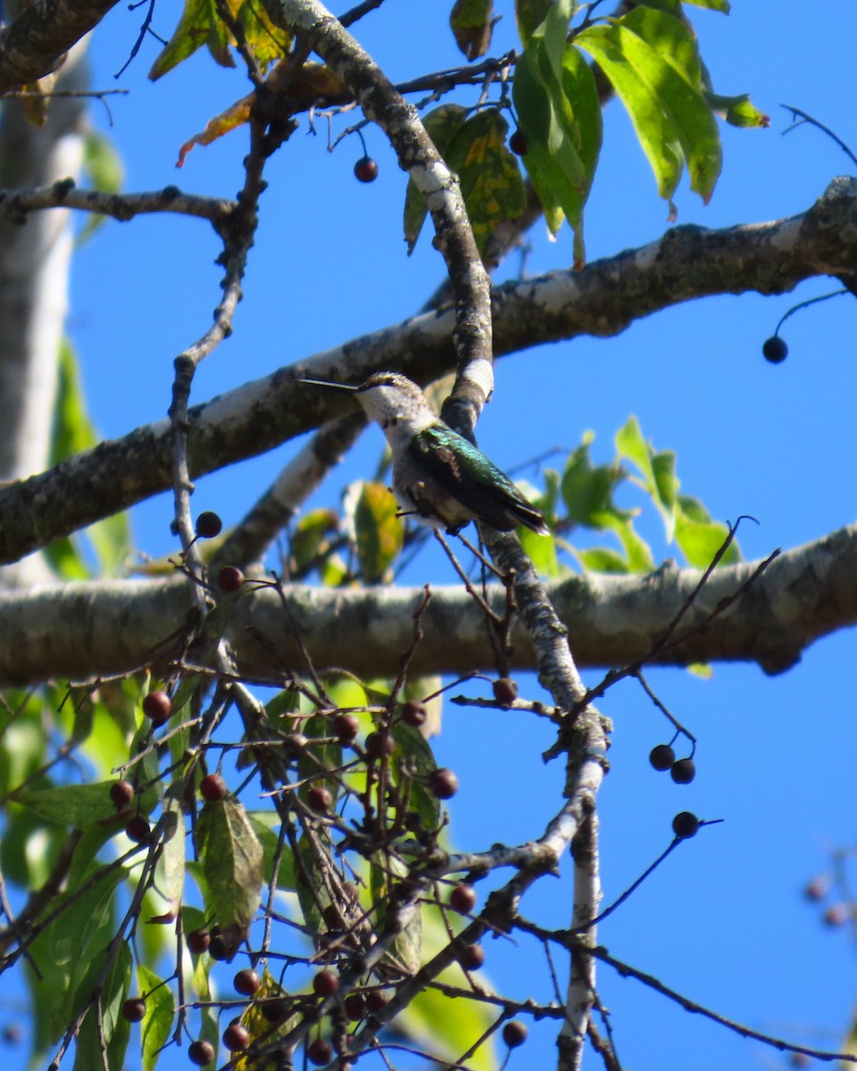 Ruby-throated Hummingbird - ML645594234