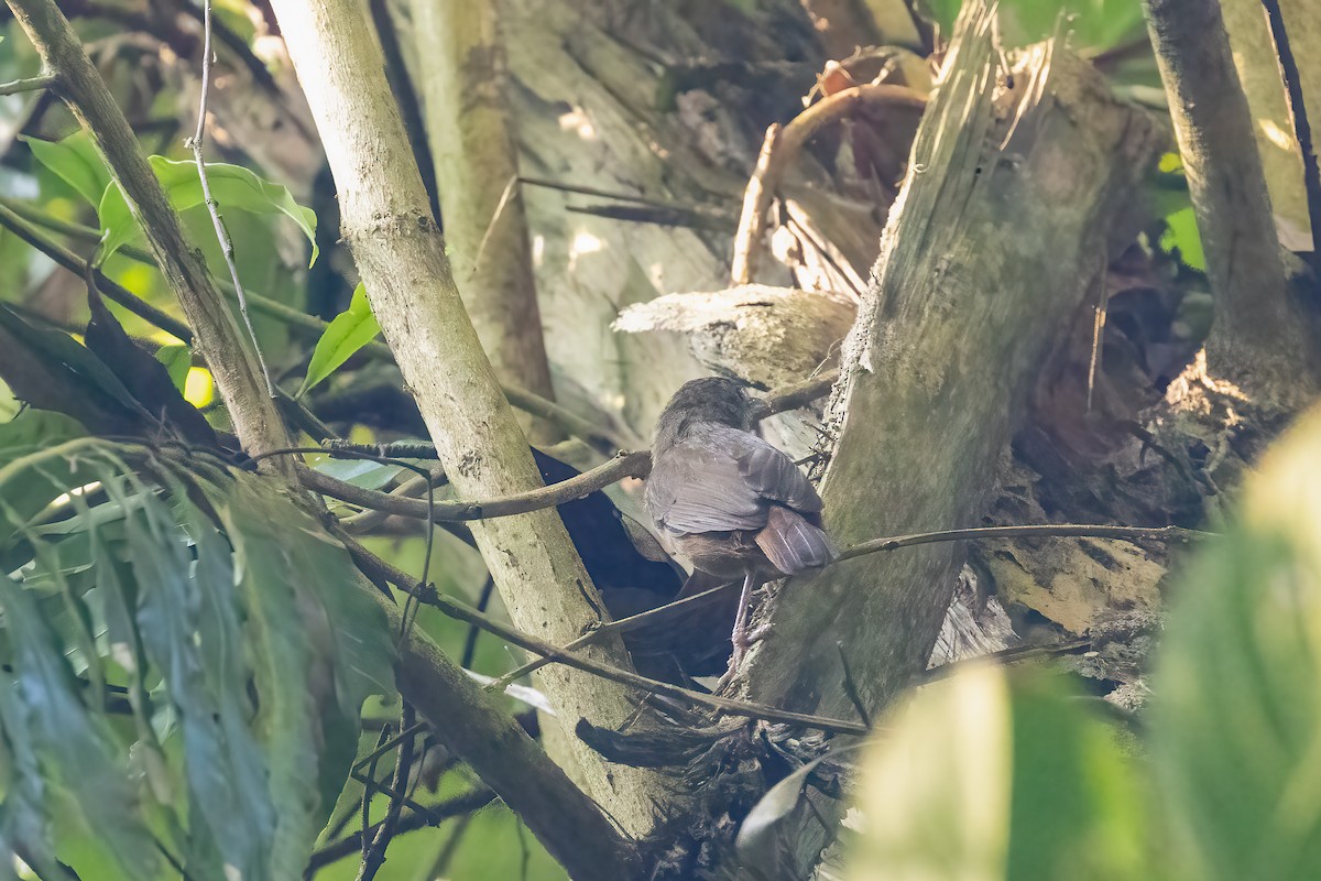 Abbott's Babbler - ML645594235