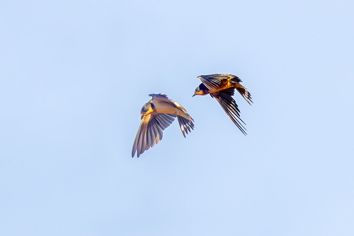 Barn Swallow - ML645594236
