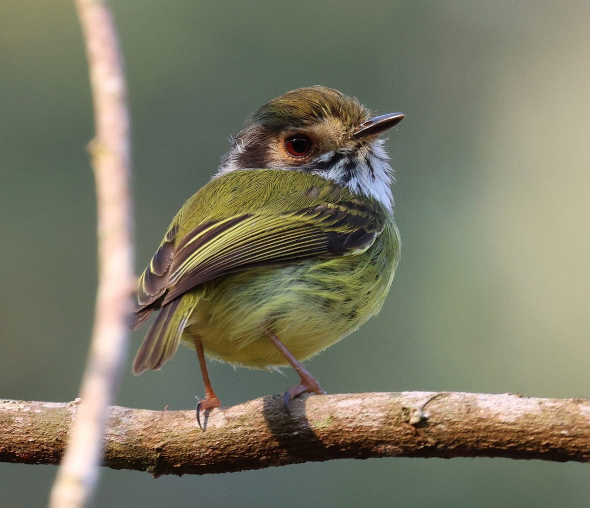 Eared Pygmy-Tyrant - ML645594237