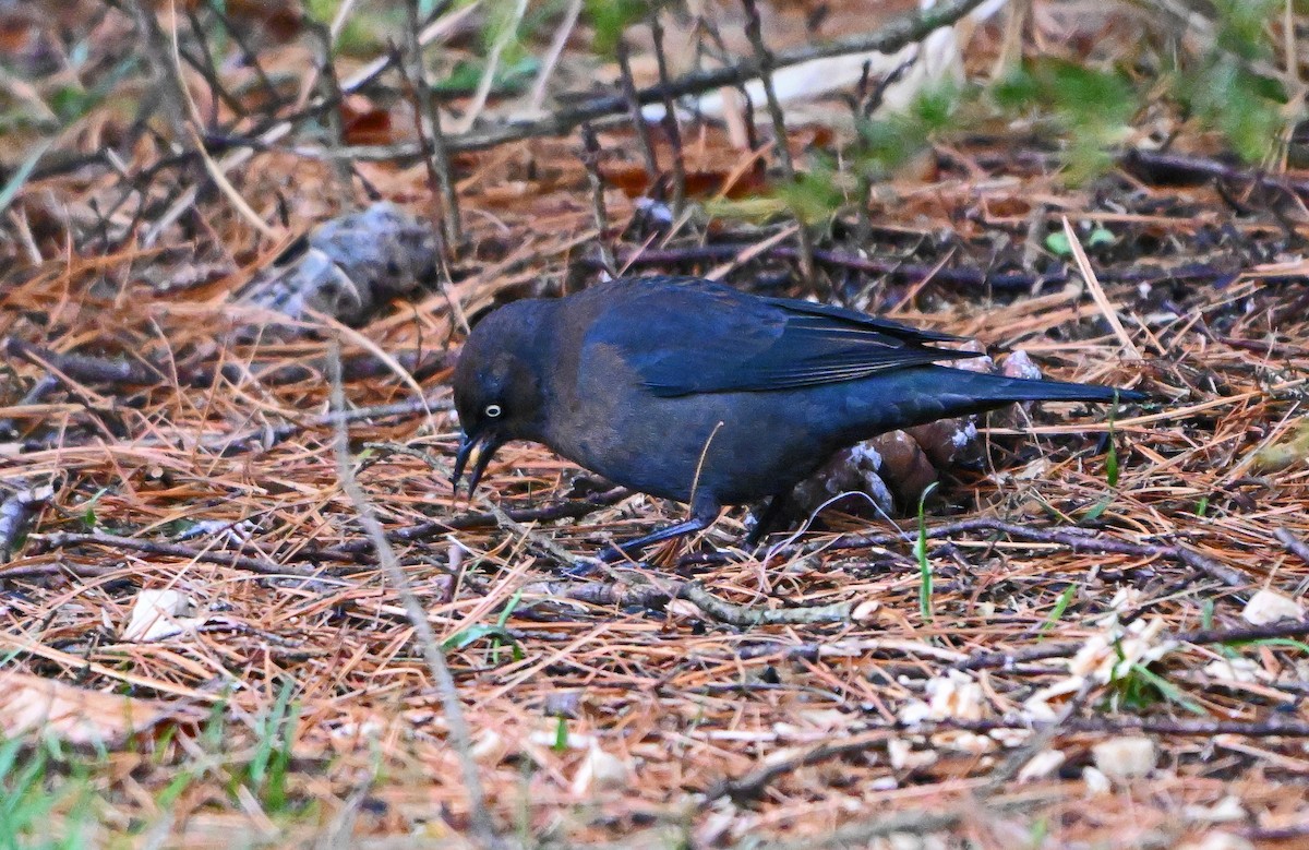 Rusty Blackbird - ML645594238