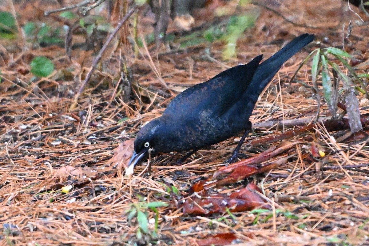 Rusty Blackbird - ML645594239