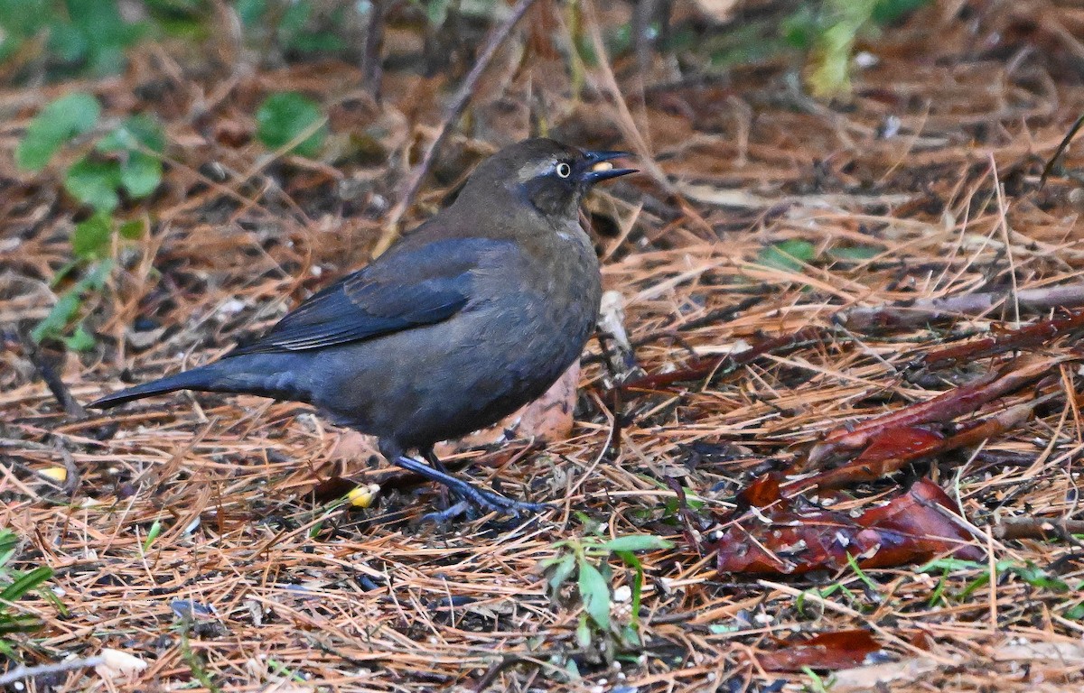 Rusty Blackbird - ML645594241