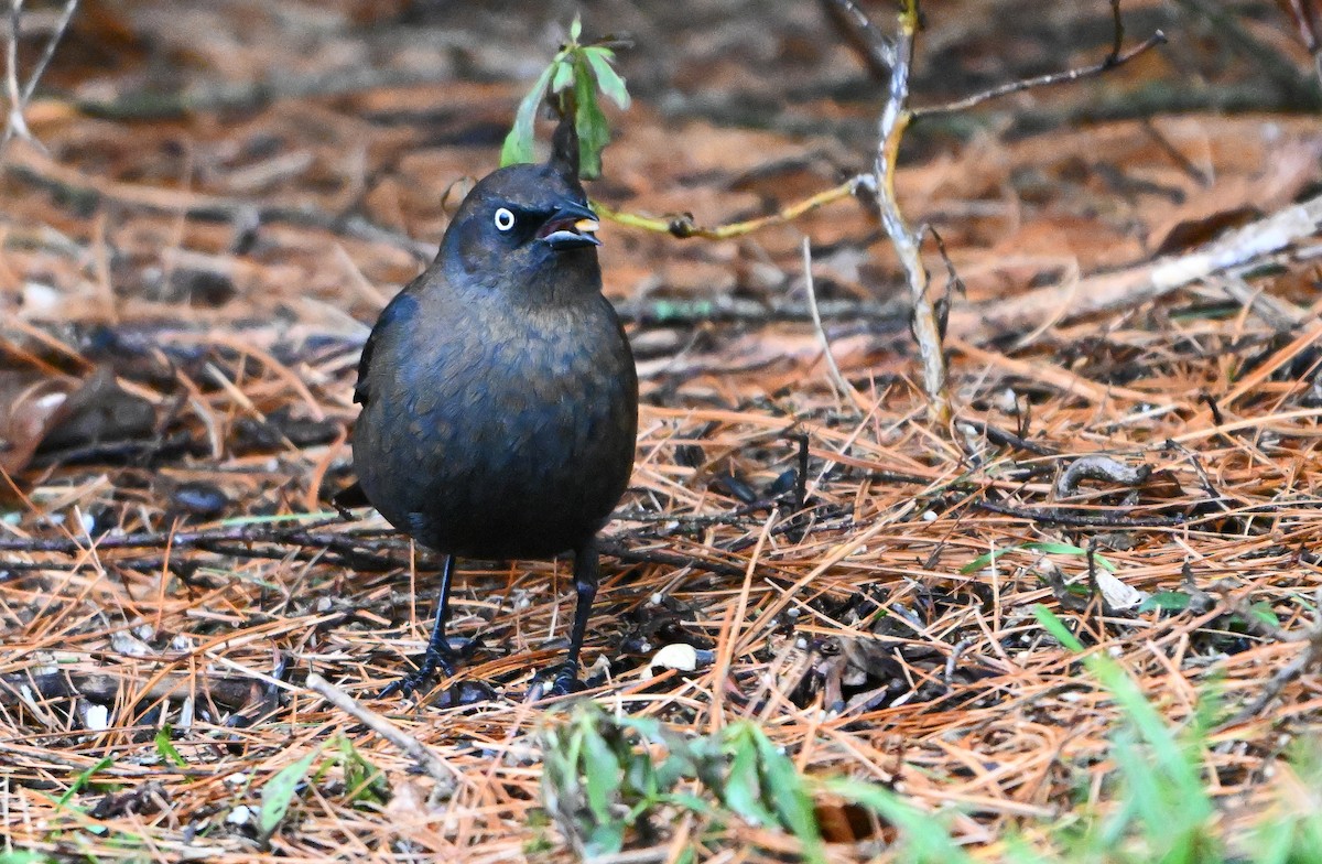 Rusty Blackbird - ML645594242