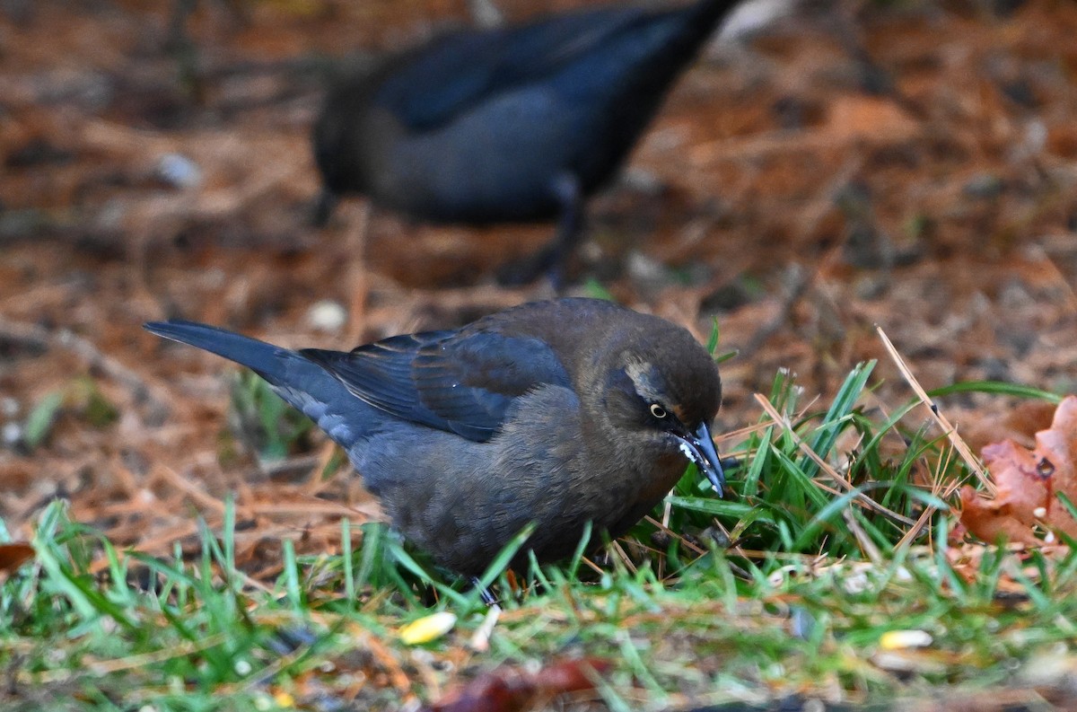 Rusty Blackbird - ML645594243