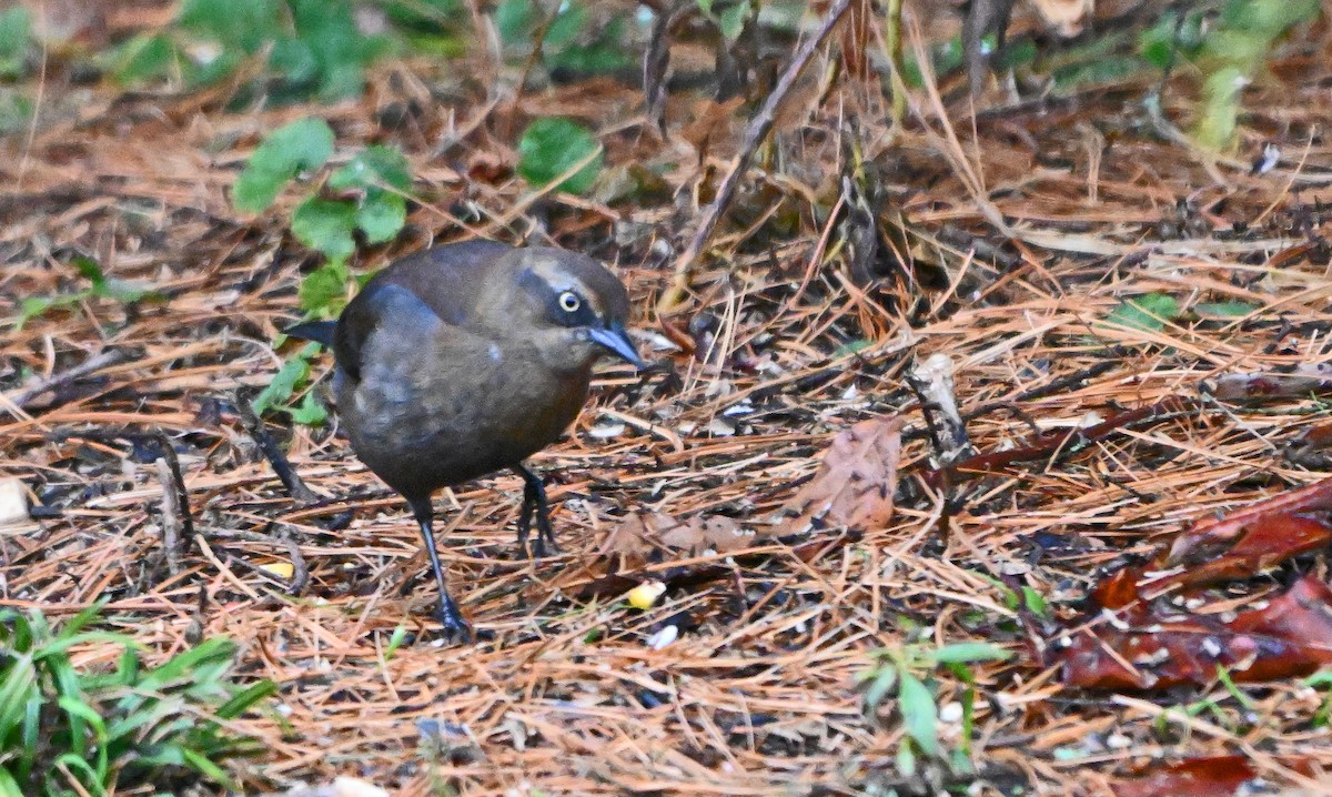 Rusty Blackbird - ML645594246