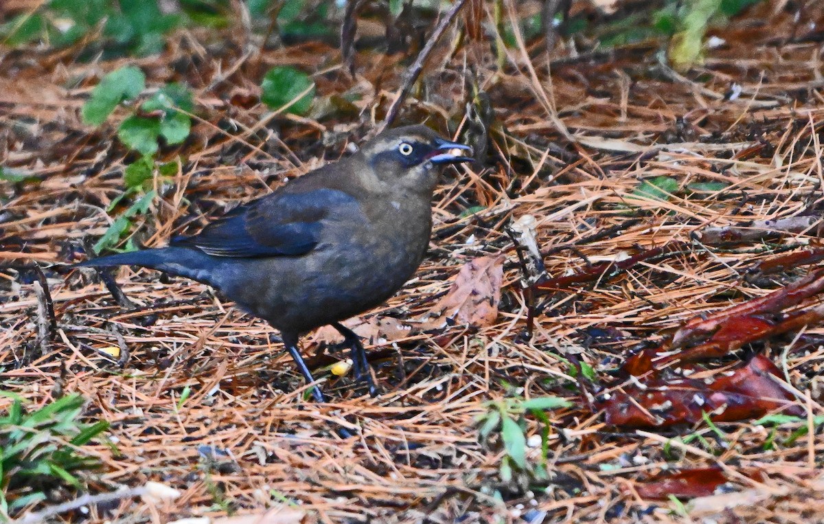 Rusty Blackbird - ML645594247