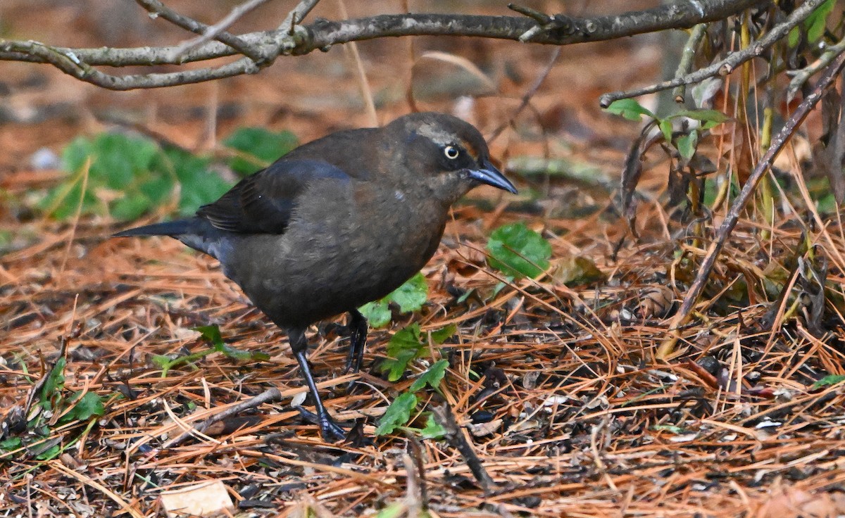 Rusty Blackbird - ML645594248