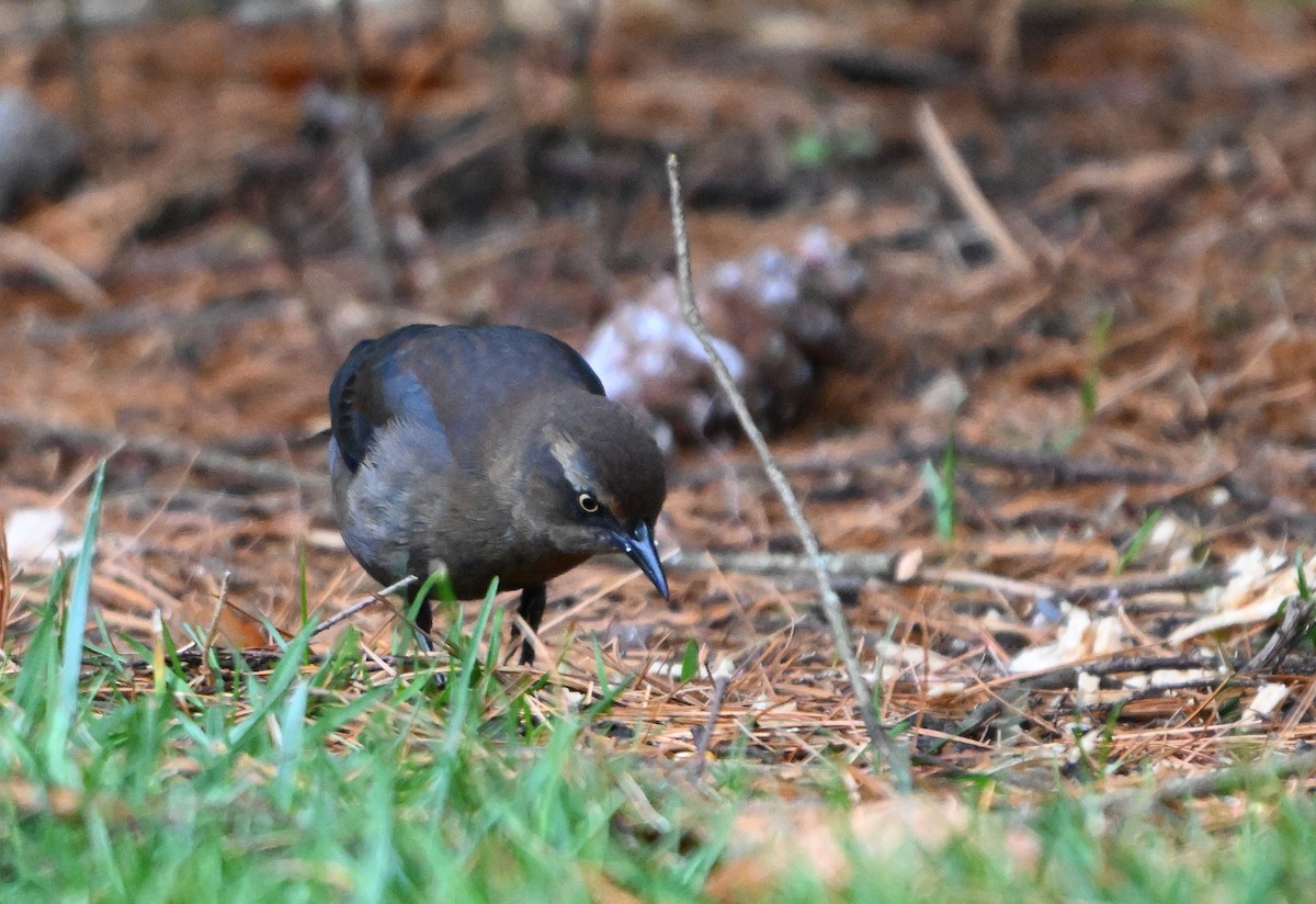 Rusty Blackbird - ML645594249