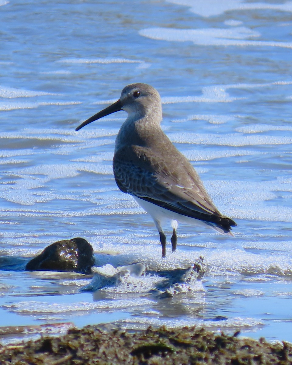 Dunlin - ML645594254