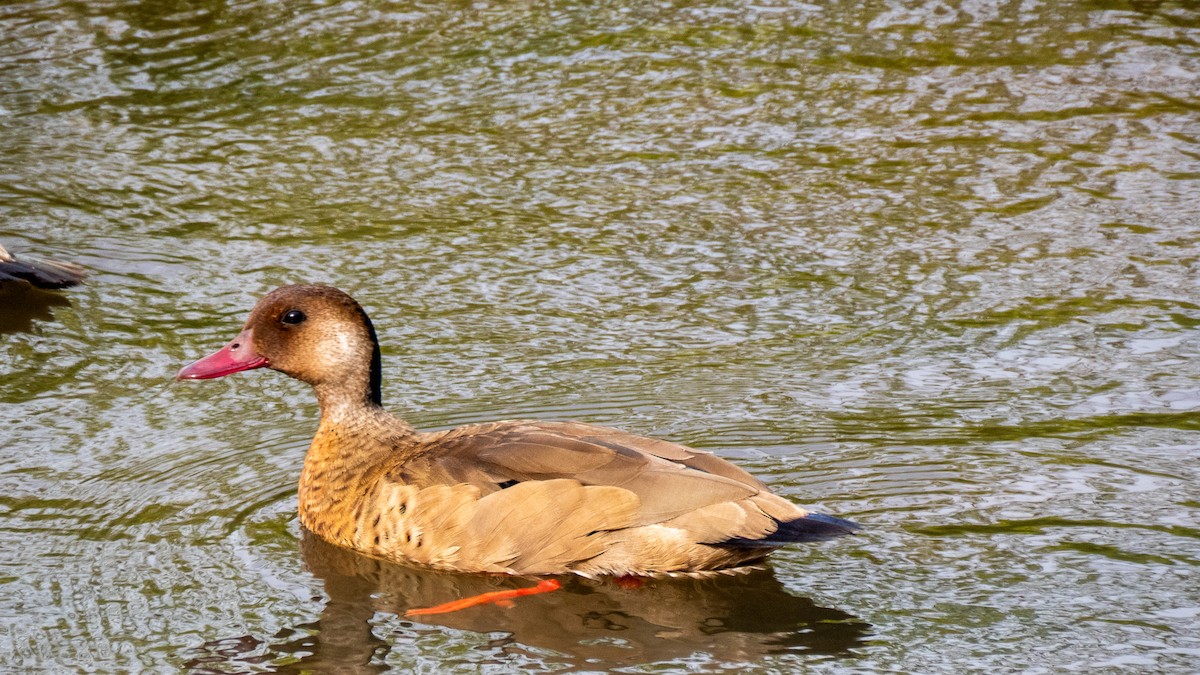 Brazilian Teal - ML645594255