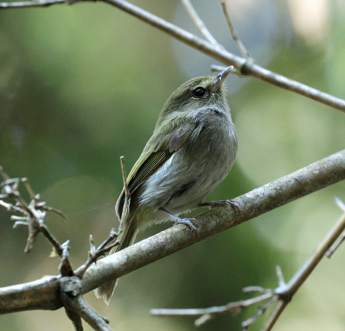 Drab-breasted Pygmy-Tyrant - ML645594257