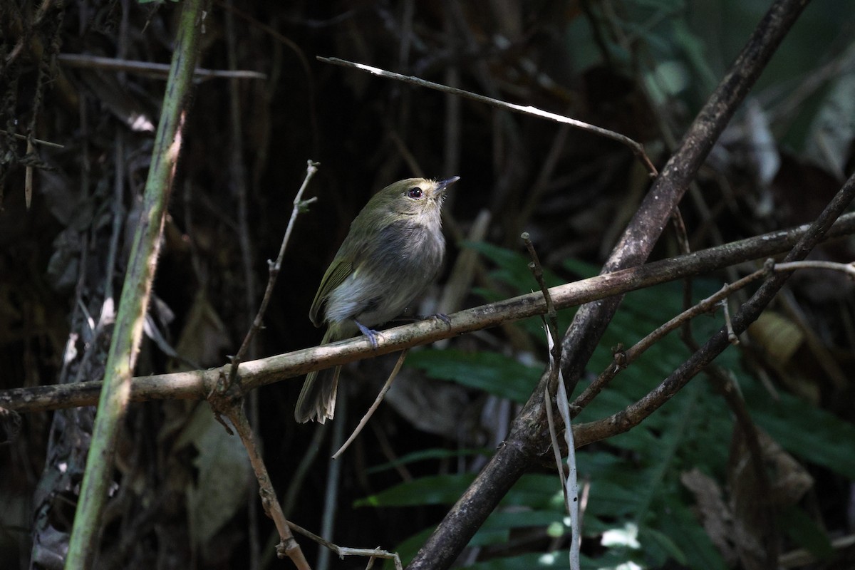 Drab-breasted Pygmy-Tyrant - ML645594258