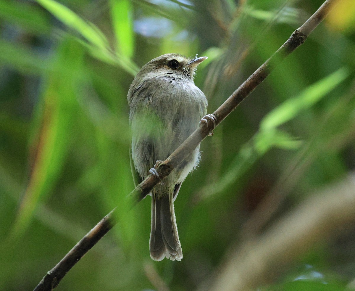 Drab-breasted Pygmy-Tyrant - ML645594259