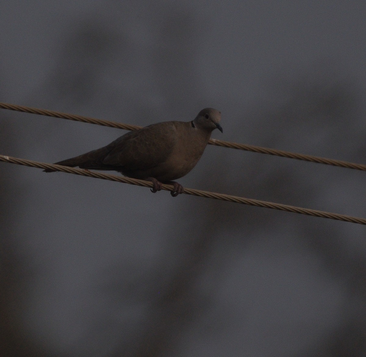 Eurasian Collared-Dove - ML645594261