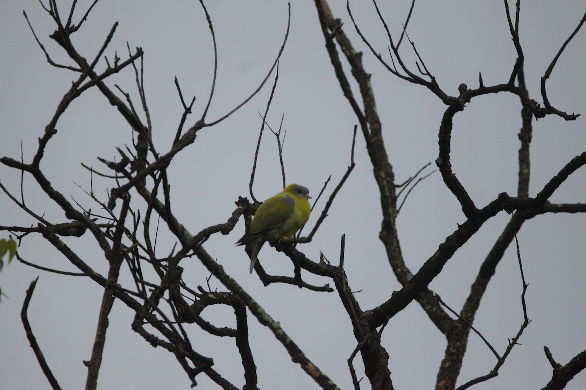 Yellow-footed Green-Pigeon - ML645594262
