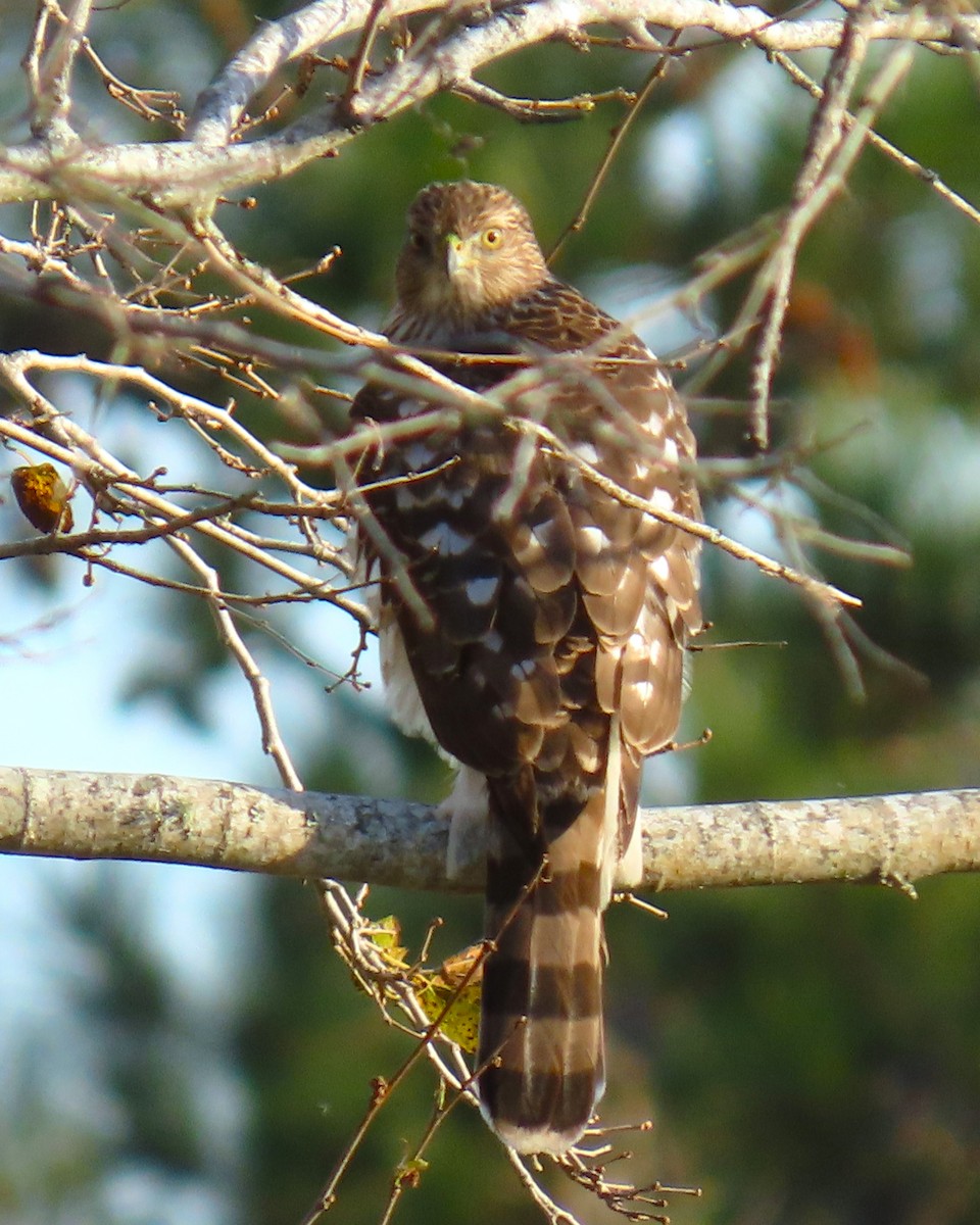 Cooper's Hawk - ML645594263