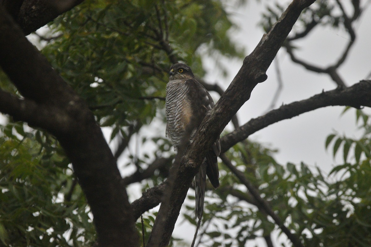 Eurasian Sparrowhawk - ML645594264